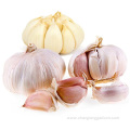 High Quality Gourmet Garlic Bulbs Price